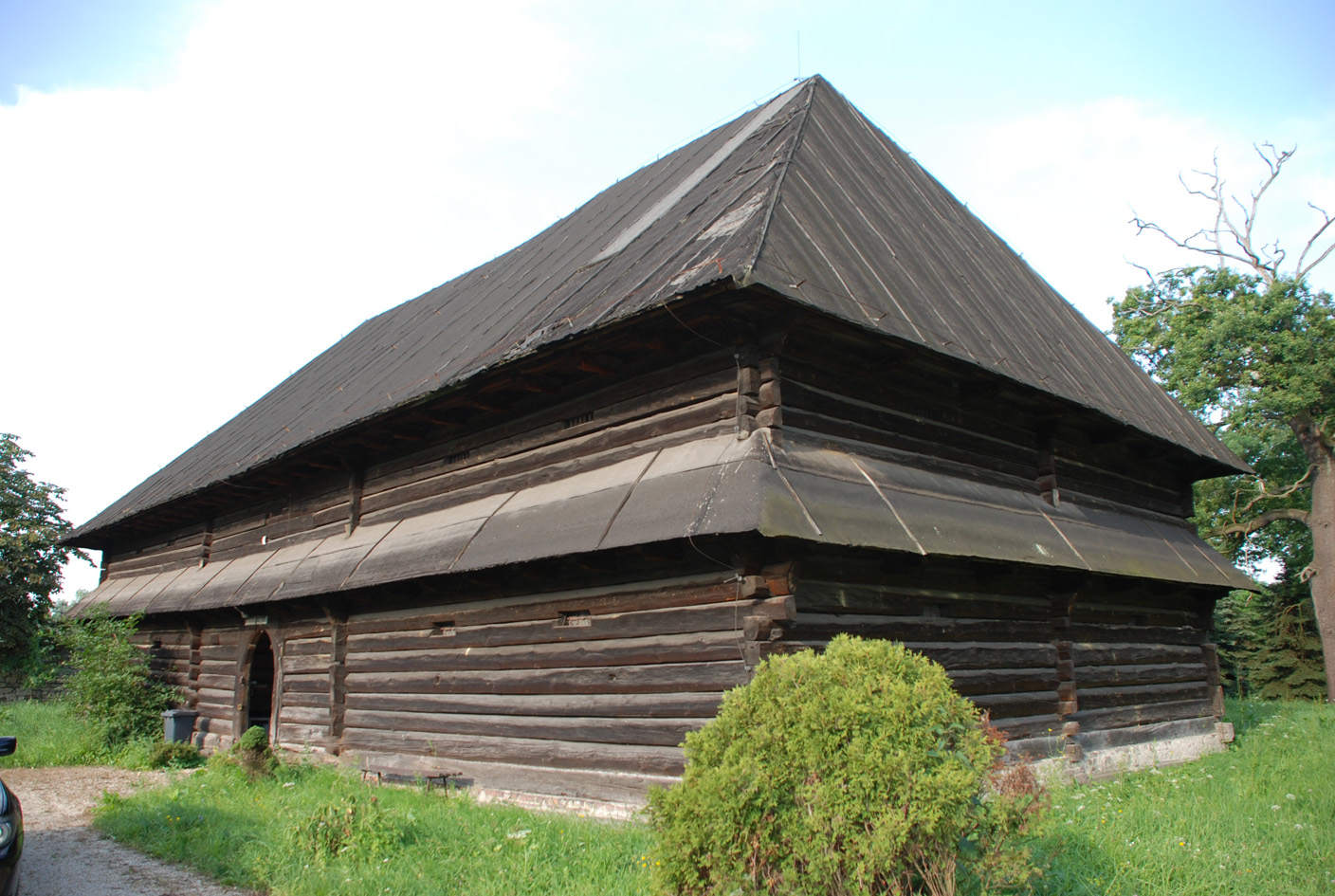Bobrek in situ