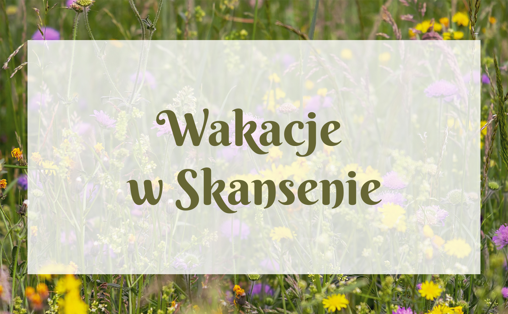 zdjęcie łąki