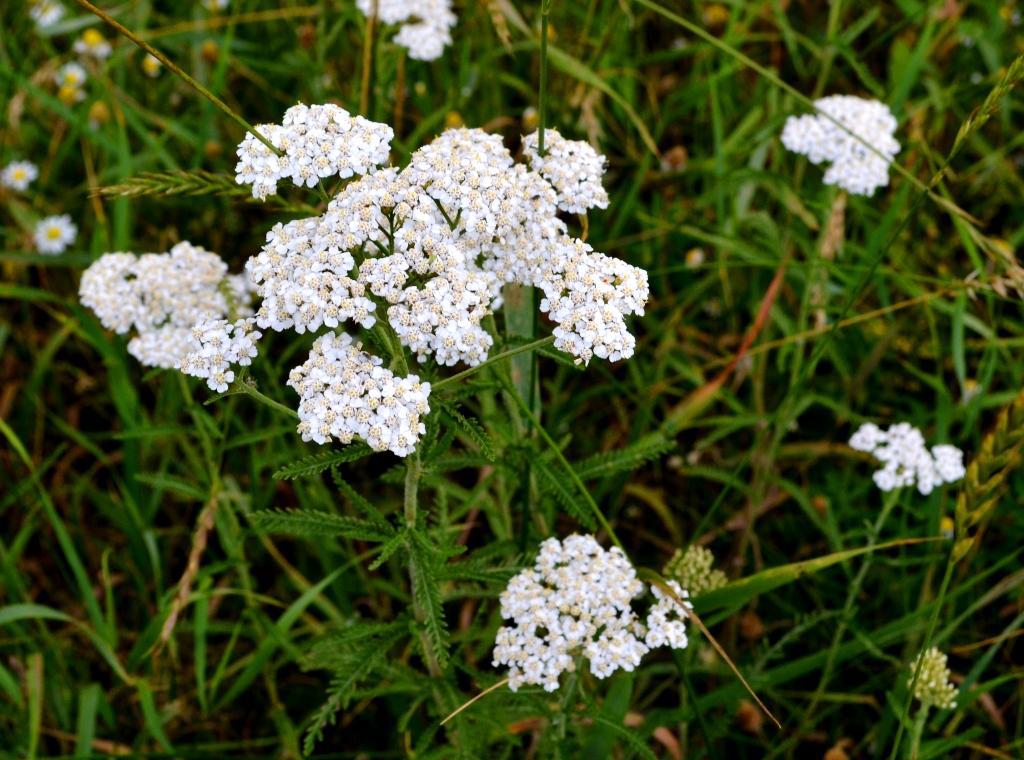 krwawnik