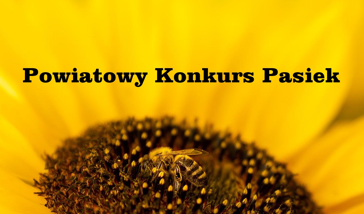 słonecznik