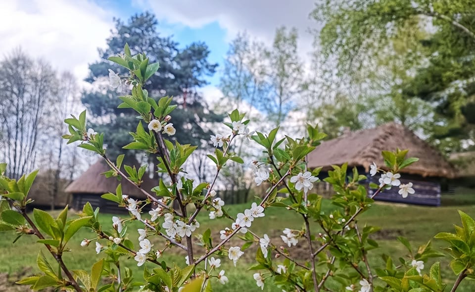 Wiosenne drzewo na skansenie